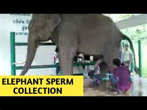 elephant cum|Elephant